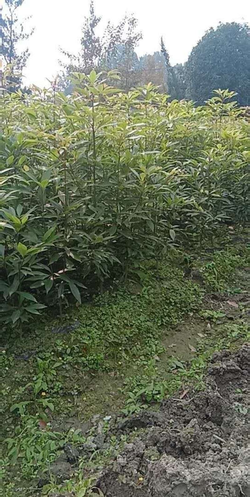 小叶桢楠杯苗、金丝楠木杯苗、成都楠木树苗价格