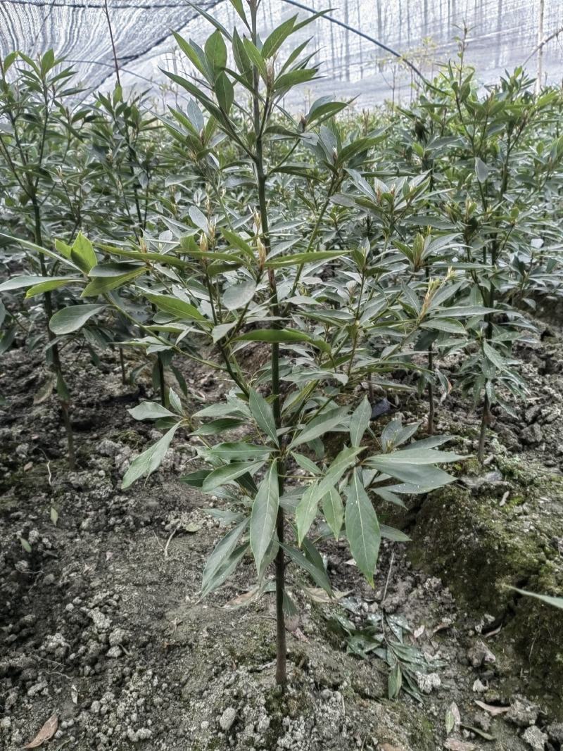 小叶桢楠杯苗、金丝楠木杯苗、成都楠木树苗价格