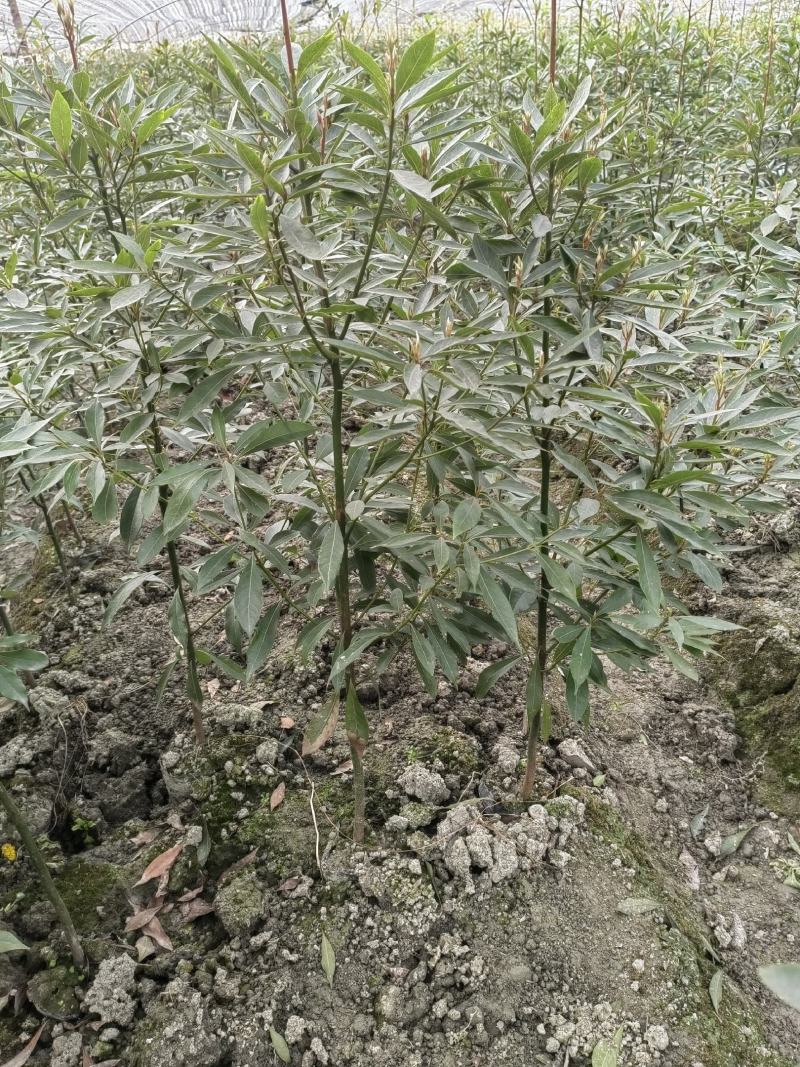 小叶桢楠杯苗、金丝楠木杯苗、成都楠木树苗价格