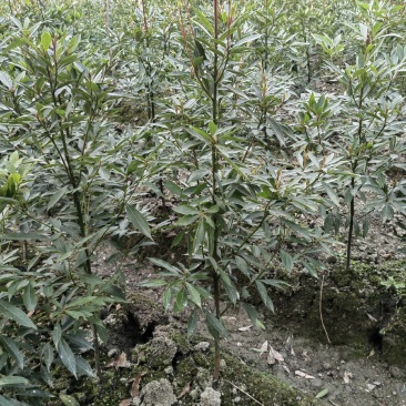 小叶桢楠杯苗、金丝楠木杯苗、成都楠木树苗价格