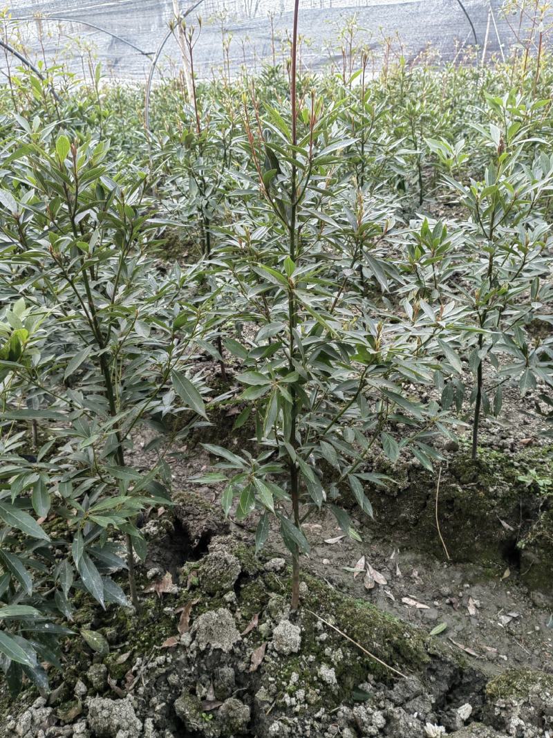 小叶桢楠杯苗、金丝楠木杯苗、成都楠木树苗价格