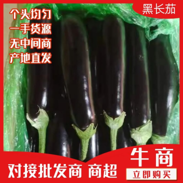 长茄子色泽光亮口感好奶运输，保证质量诚信经营