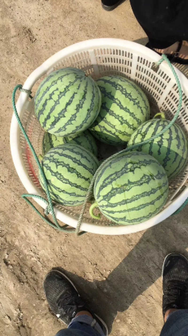 东台甘美4k西瓜基地一手货源全国供货可视频看货