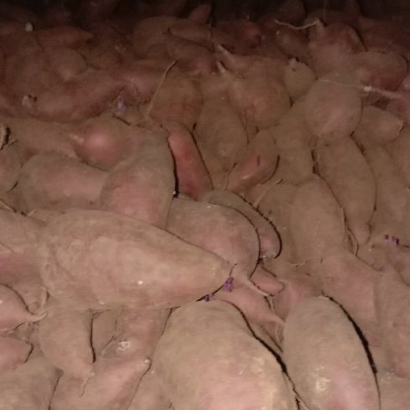 西瓜红，屋存，窖存红薯通货，商品薯开始出货中，可以分拣，