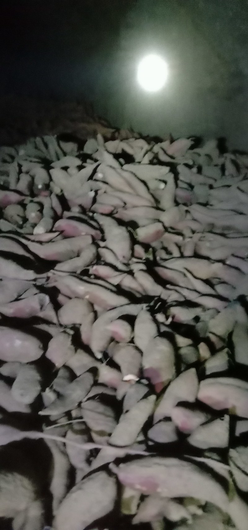 西瓜红，屋存，窖存红薯通货，商品薯开始出货中，可以分拣，