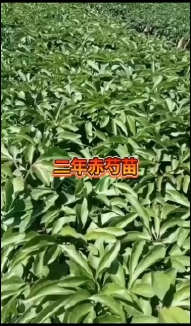 二年生白花单片赤芍苗