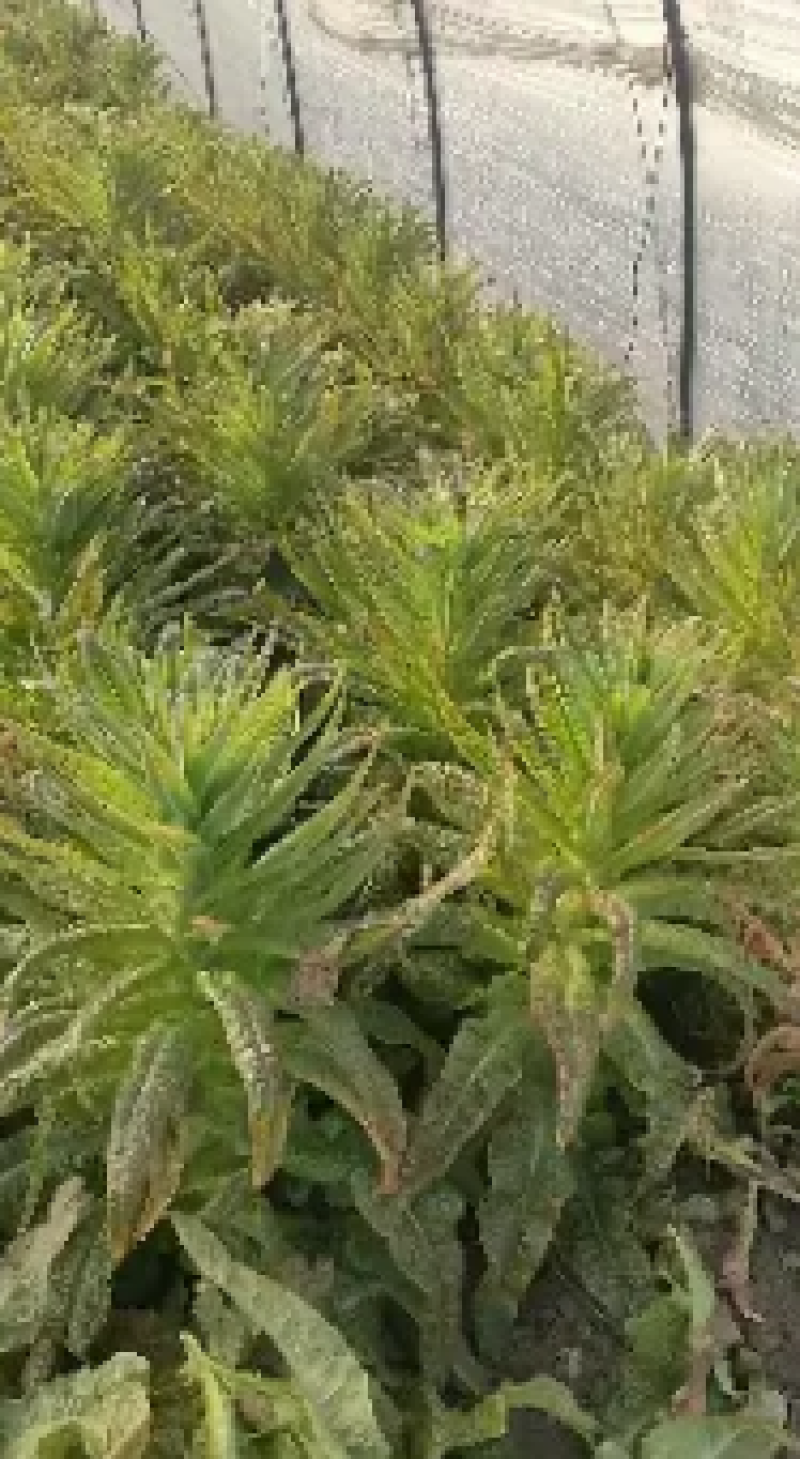 东台红叶精品莴笋产地直发一手货源商超市场电商对接