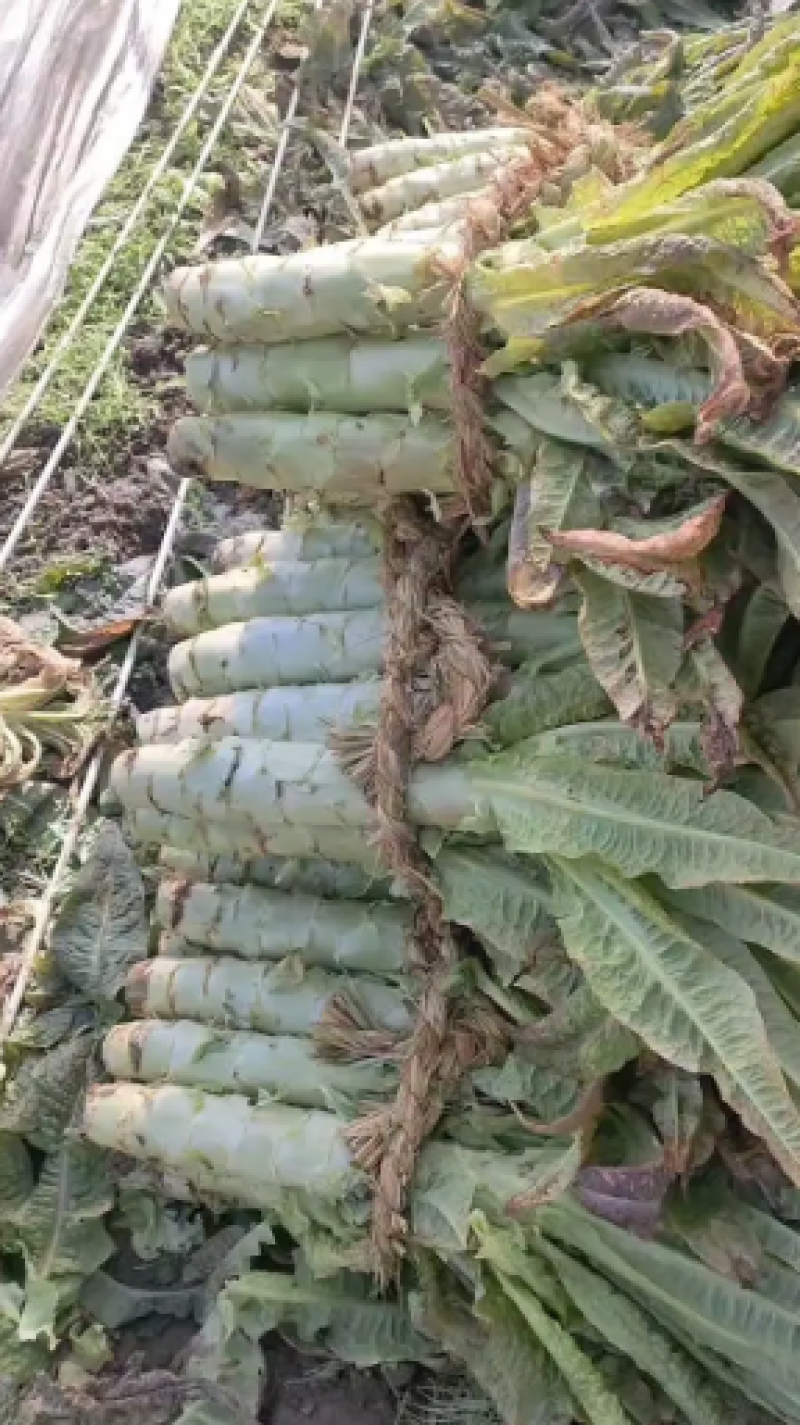 东台红叶精品莴笋产地直发一手货源商超市场电商对接