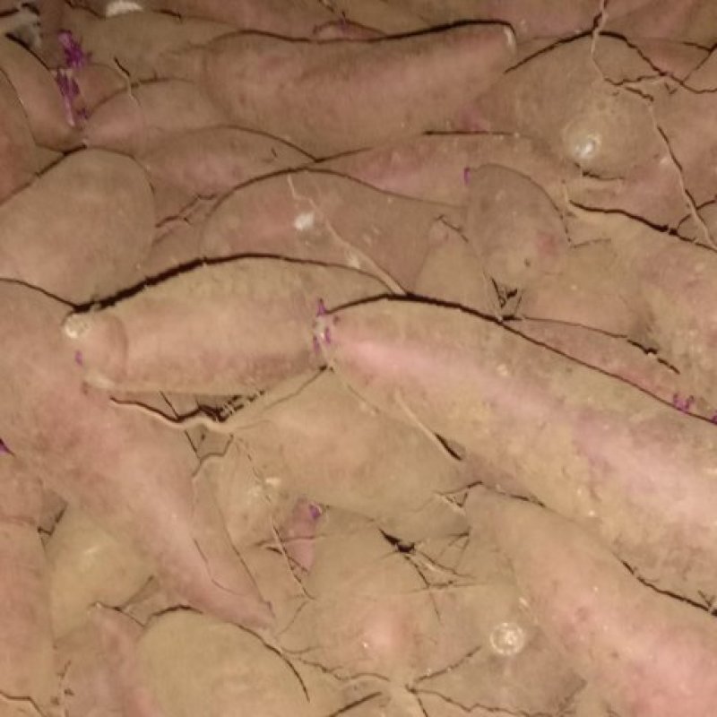 西瓜红，屋存，窖存红薯通货，商品薯开始出货中，可以分拣，