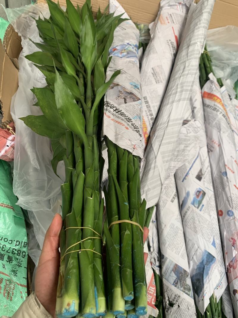 富贵竹水养大中小号富贵竹批发跑江湖地摊货源