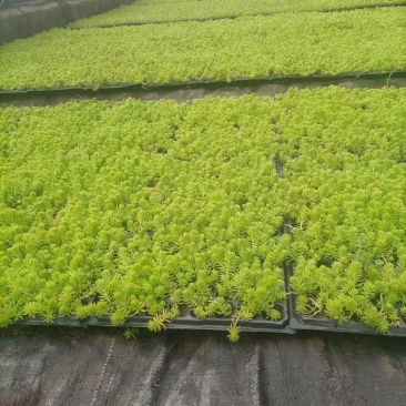 金叶佛甲草穴盘苗，金叶佛甲草方盘苗，金叶佛甲草杯苗