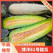 博洋61甜瓜/博洋9号甜瓜/甜瓜/羊角蜜/山东甜瓜/