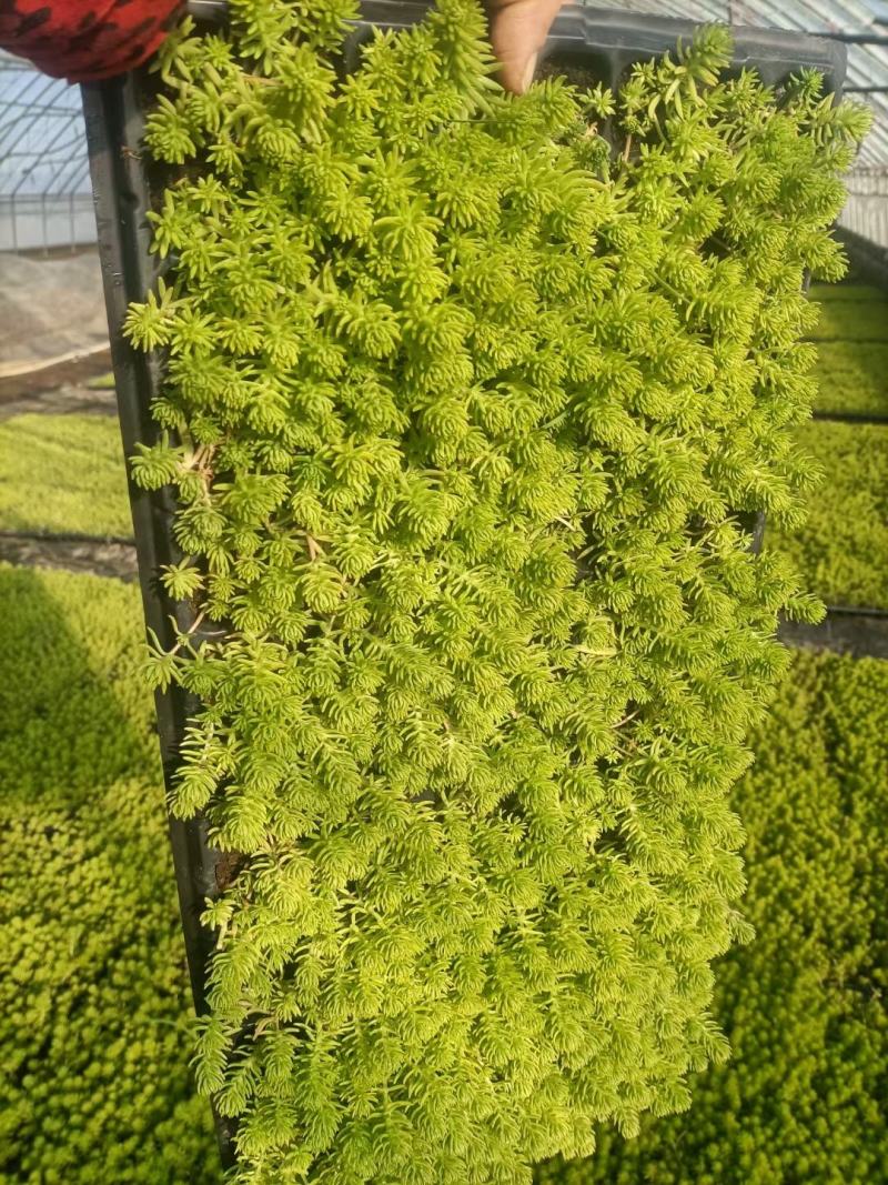 金叶佛甲草穴盘苗，金叶佛甲草方盘苗，金叶佛甲草杯苗