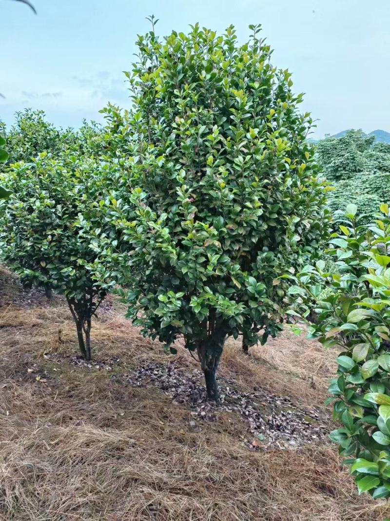 【茶花】浙江萧山绿化苗基地货源/规格多样/量大从优