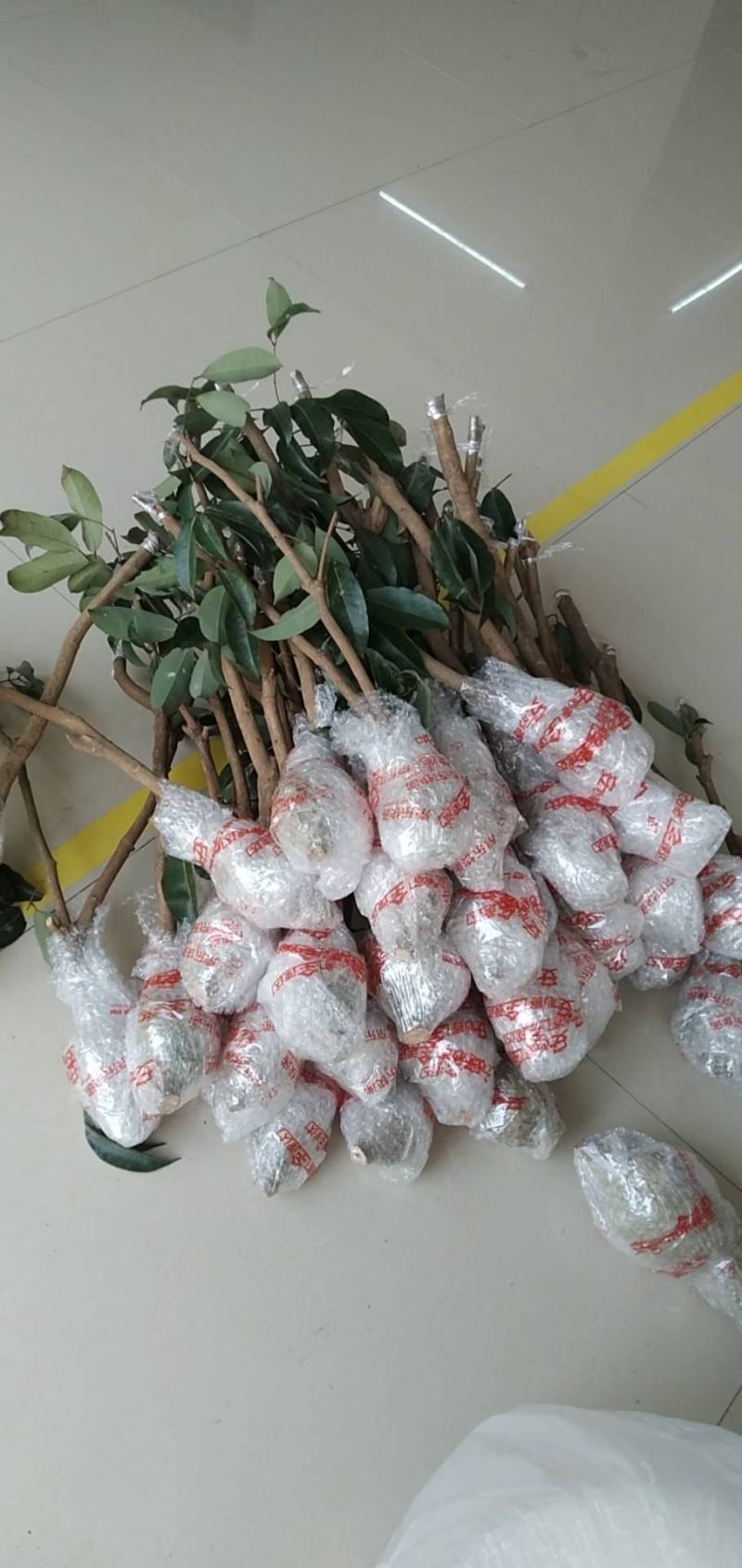 广东仙进奉荔枝苗规格齐全大量供应可视频看货，欢迎采购