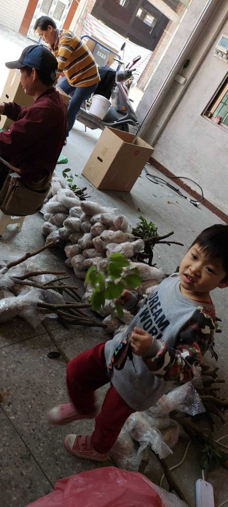 广东仙进奉荔枝苗规格齐全大量供应可视频看货，欢迎采购