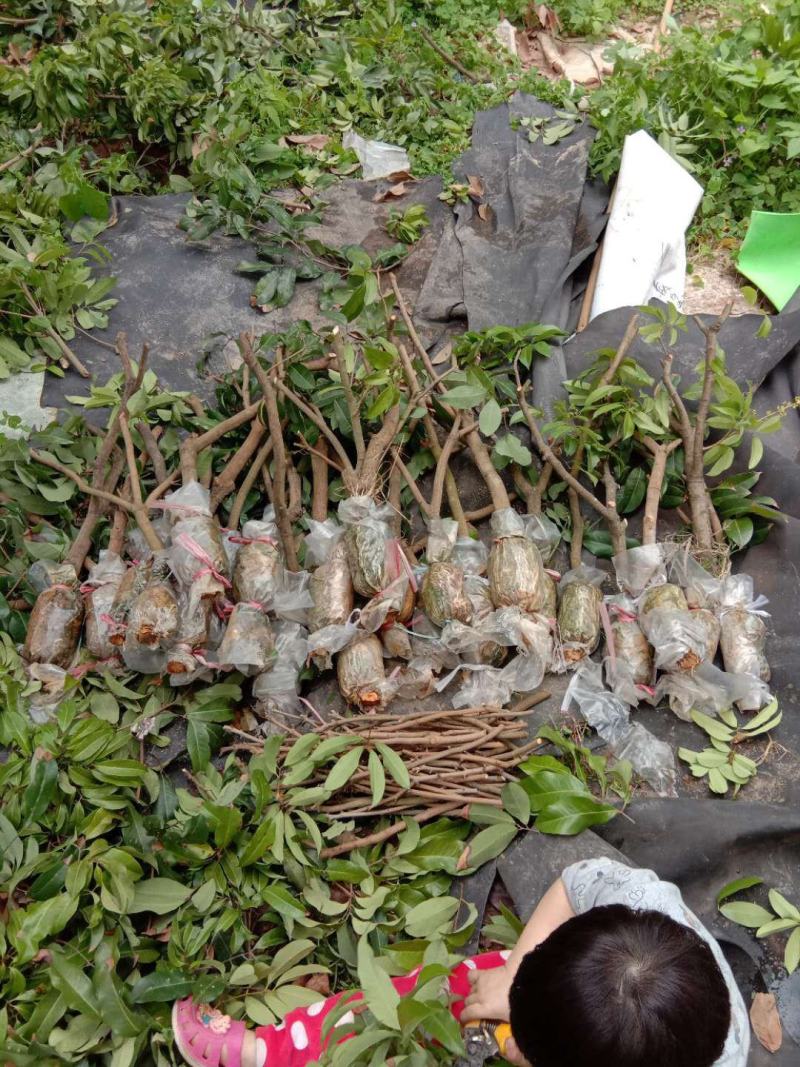 广东仙进奉荔枝苗规格齐全大量供应可视频看货，欢迎采购