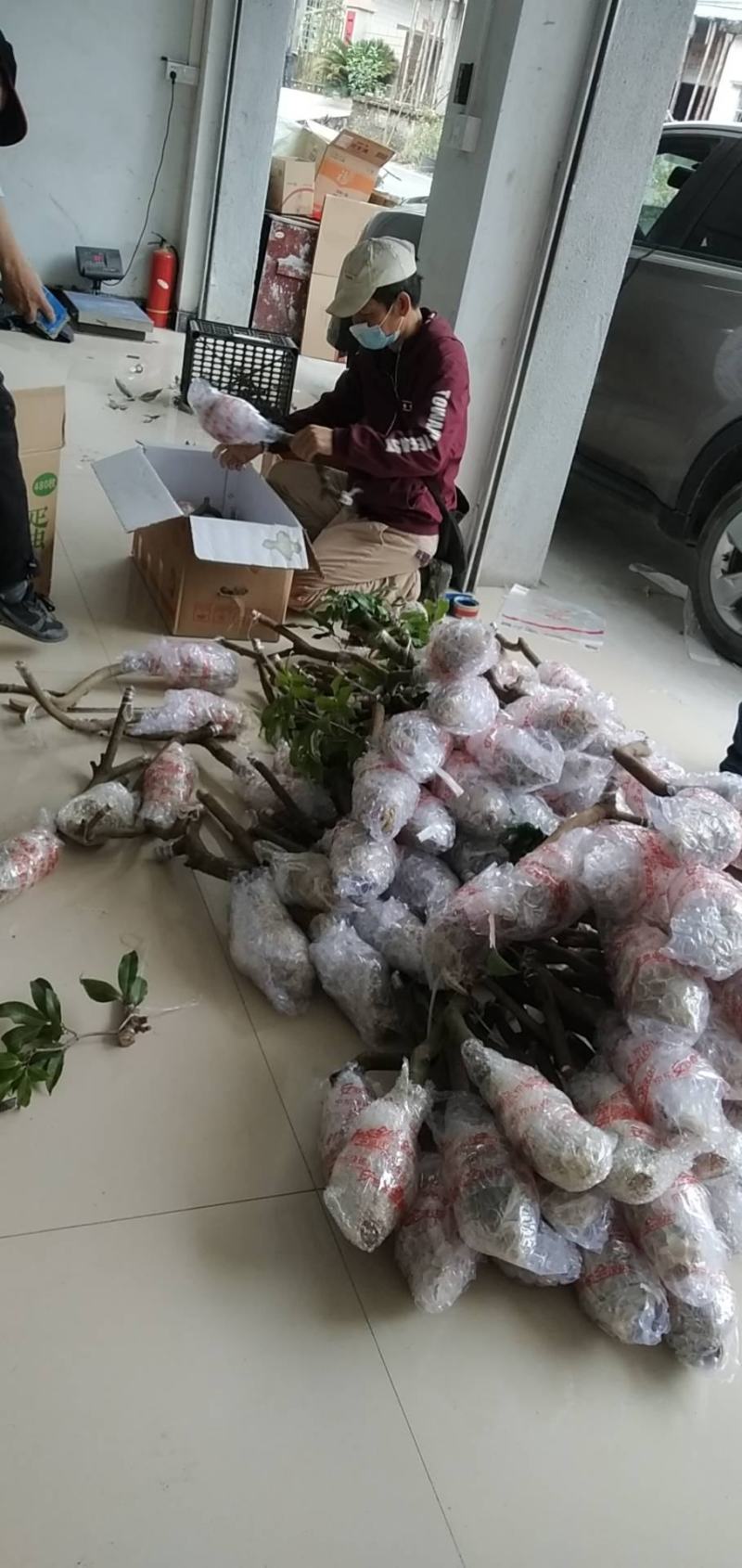 广东仙进奉荔枝苗规格齐全大量供应可视频看货，欢迎采购