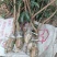 广东仙进奉荔枝苗规格齐全大量供应可视频看货，欢迎采购