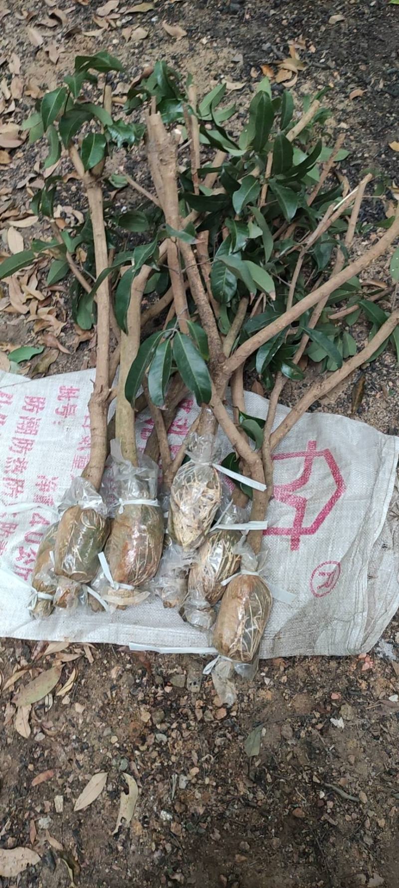 广东仙进奉荔枝苗规格齐全大量供应可视频看货，欢迎采购