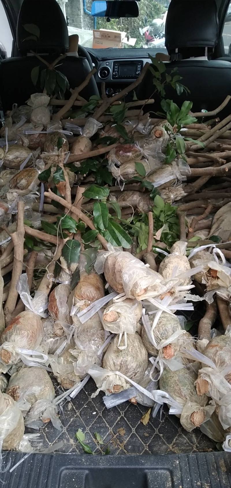 广东仙进奉荔枝苗规格齐全大量供应可视频看货，欢迎采购