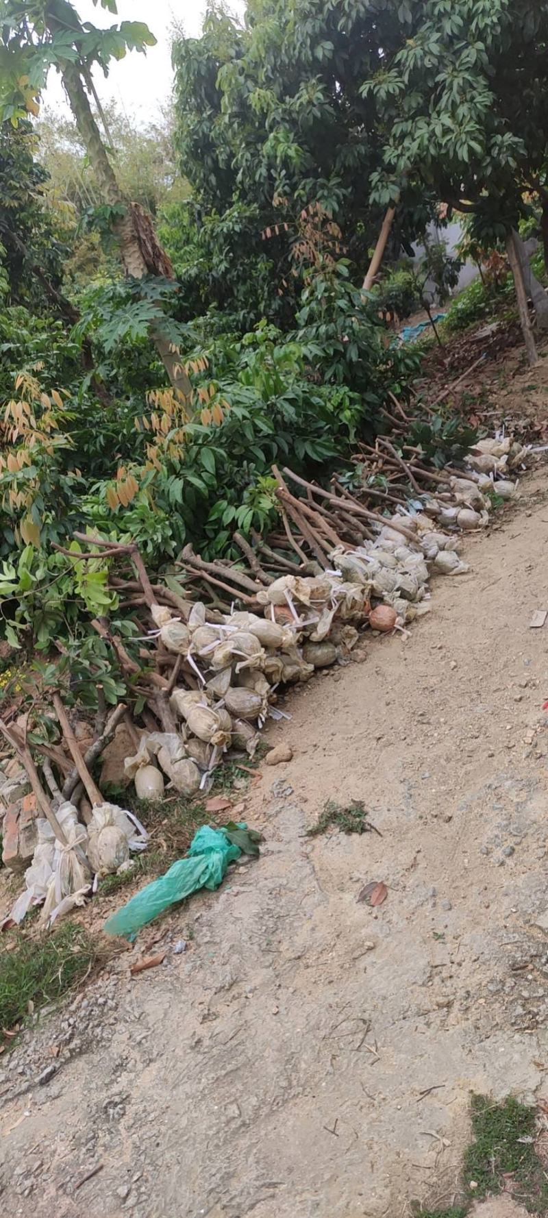广东仙进奉荔枝苗规格齐全大量供应可视频看货，欢迎采购