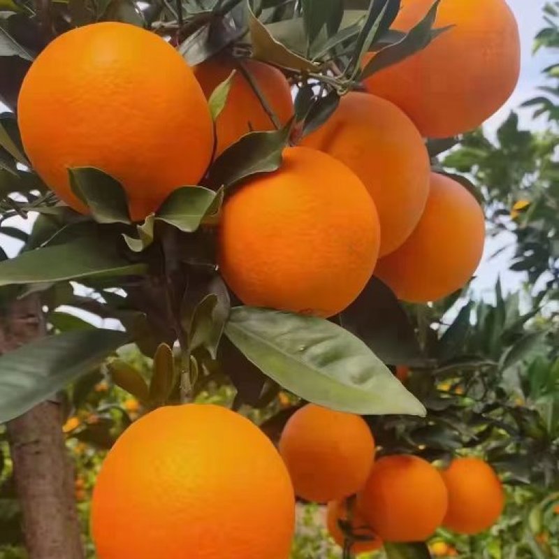 奉节长江边脐橙园虹