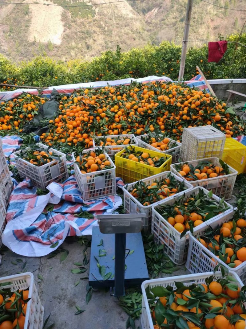 奉节长江边脐橙园虹