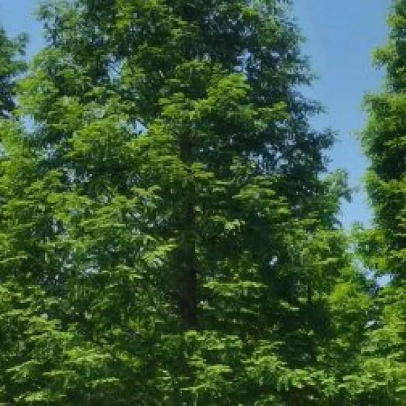 优质精品水杉3-20公分水杉苗苗圃直供一手货源可视频看货