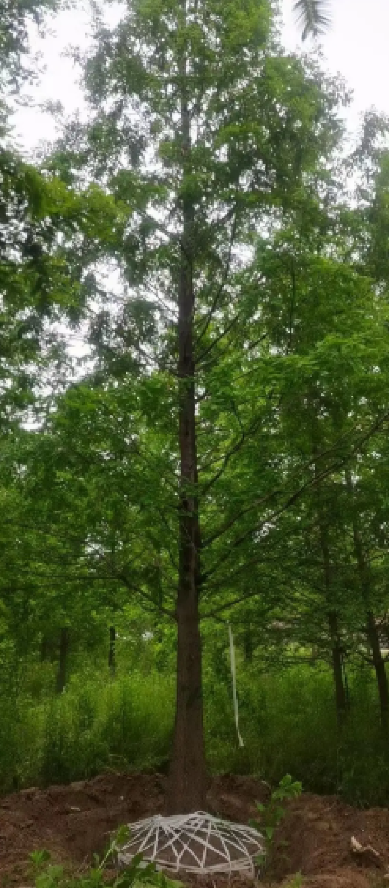 优质精品水杉3-20公分水杉苗苗圃直供一手货源可视频看货