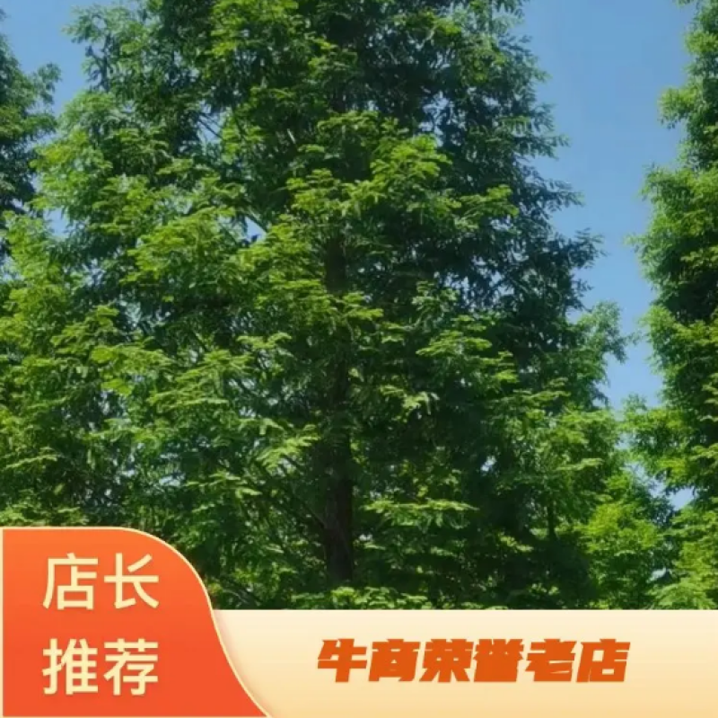 优质精品水杉3-20公分水杉苗苗圃直供一手货源可视频看货