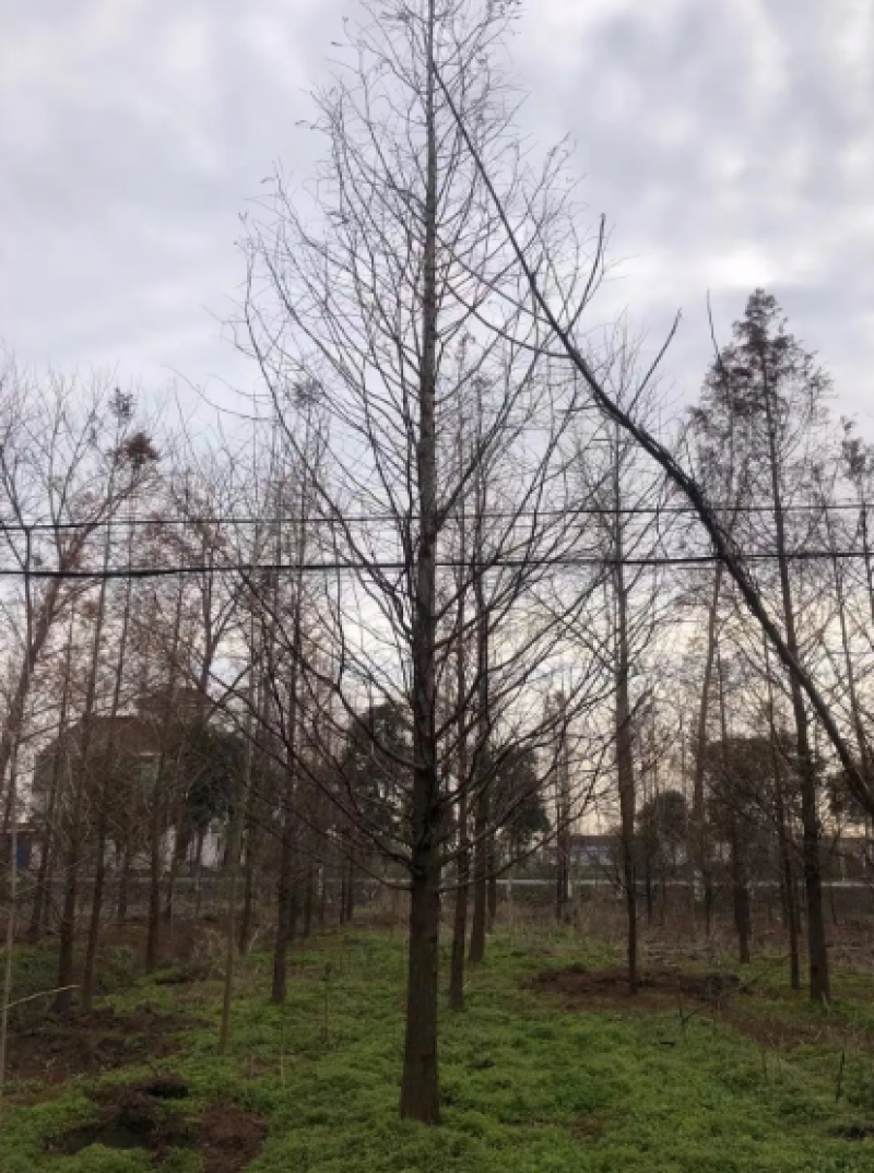 优质精品水杉3-20公分水杉苗苗圃直供一手货源可视频看货