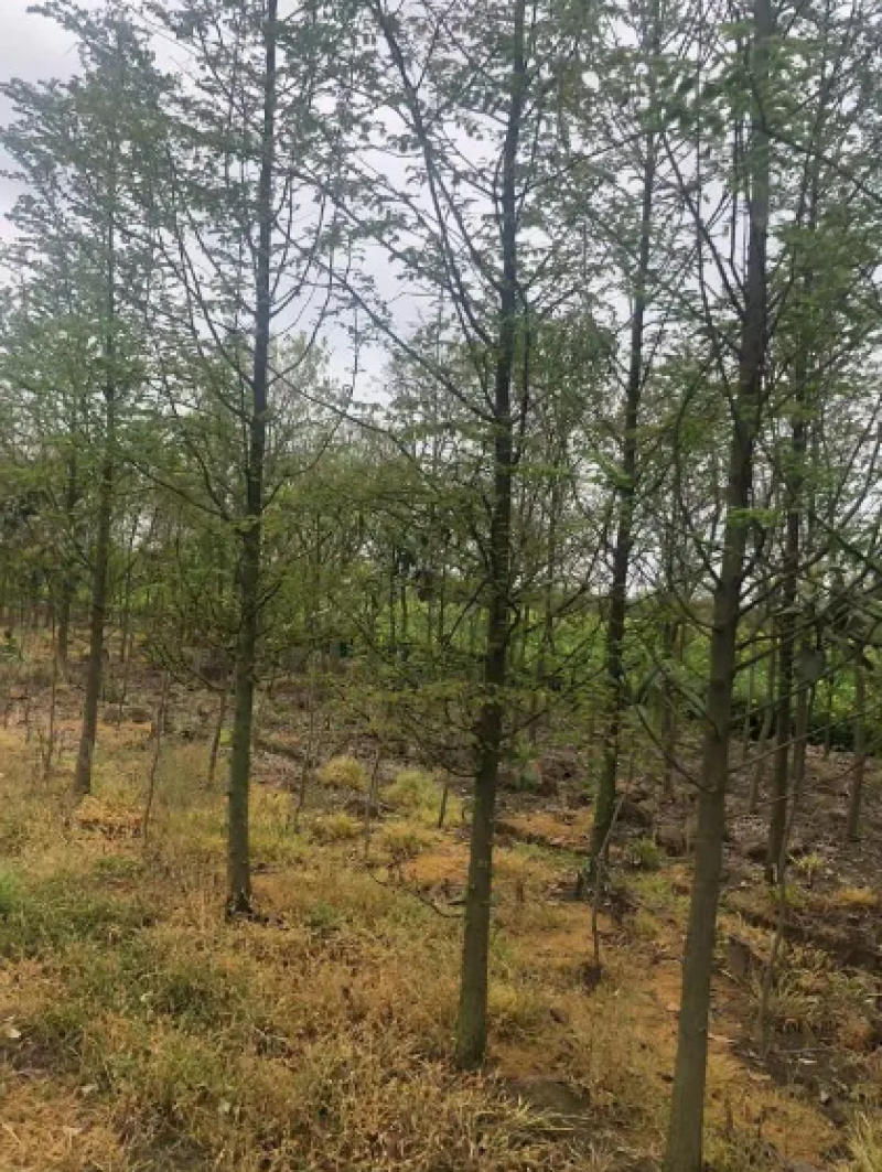 优质精品水杉3-20公分水杉苗苗圃直供一手货源可视频看货