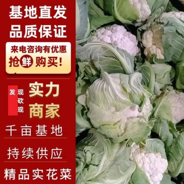 精品菜花大量上市，产地直销，新鲜采摘，欢迎各地客商联系