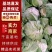 精品菜花大量上市，产地直销，新鲜采摘，欢迎各地客商联系