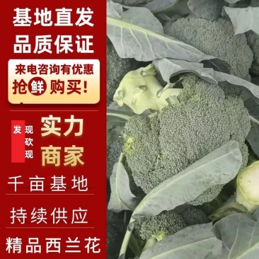 《热销》精品西兰花，产地直销，大量供应加工厂市场，全国发