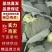 《热销》精品西兰花，产地直销，大量供应加工厂市场，全国发