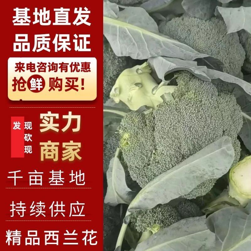 《热销》精品西兰花，产地直销，大量供应加工厂市场，全国发