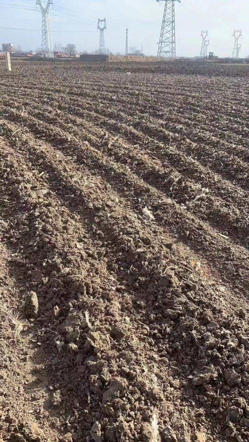 鸡粪干鸡粪高温腐熟基地直发保质保量