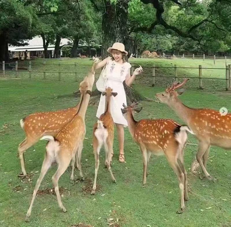 梅花鹿活物小鹿苗幼崽家养小型成年鹿活苗小鹿观赏梅花鹿种鹿