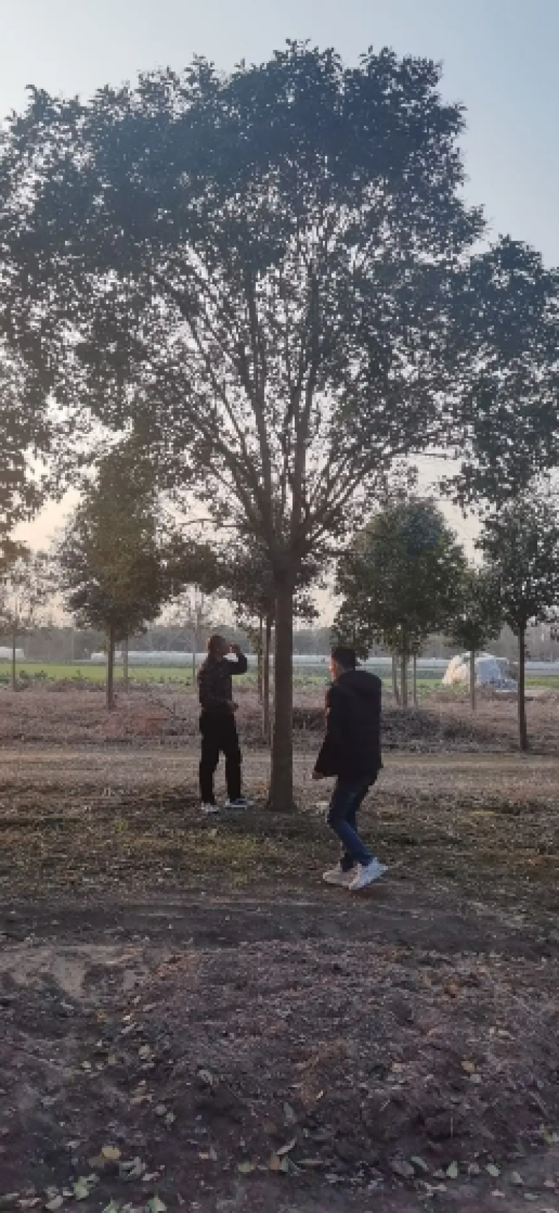 大叶女贞苗圃直供3-20公分一手货源全国供货可视看货