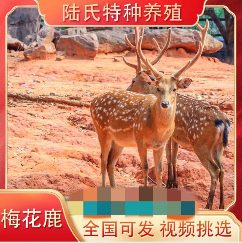 梅花鹿活物小鹿苗幼崽家养小型成年鹿活苗小鹿观赏梅花鹿种鹿