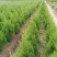 【桧柏】浙江萧山绿化苗基地货源/规格多样/量大从优
