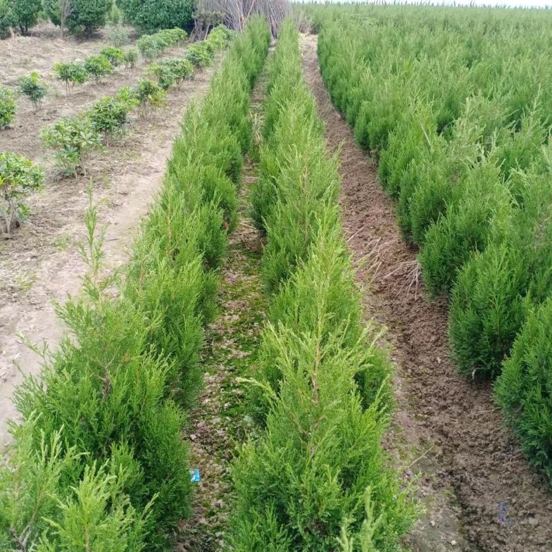 【桧柏】浙江萧山绿化苗基地货源/规格多样/量大从优
