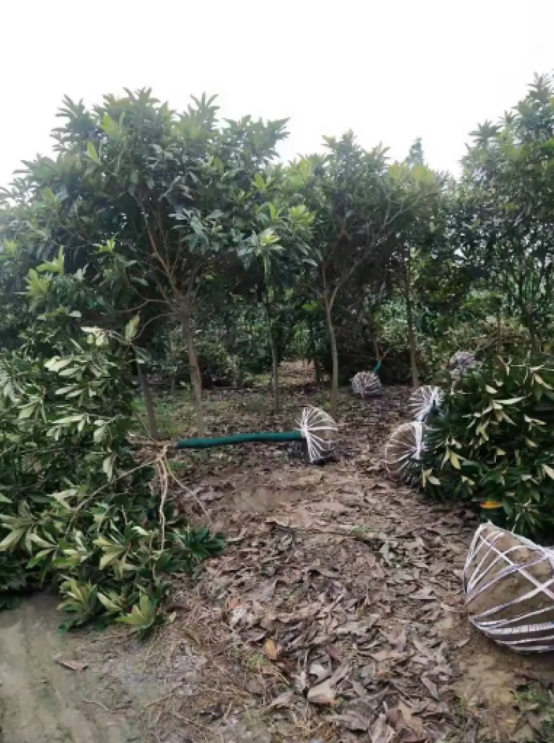 枇杷树苗圃长年供应各种规格2-12公分量大价优可视频