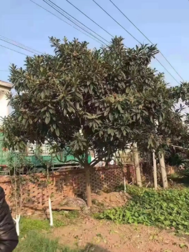 枇杷树苗圃长年供应各种规格2-12公分量大价优可视频