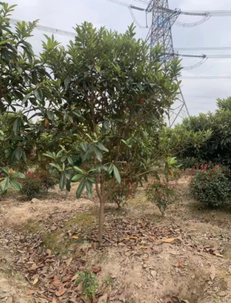 枇杷树苗圃长年供应各种规格2-12公分量大价优可视频