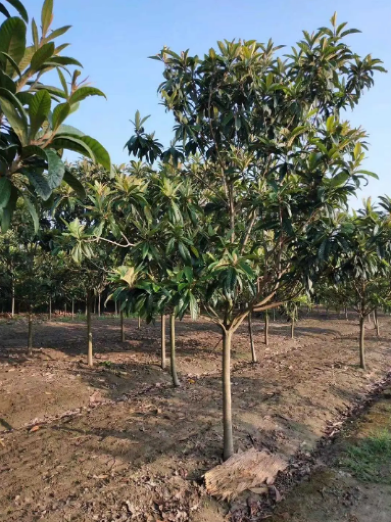 枇杷树苗圃长年供应各种规格2-12公分量大价优可视频