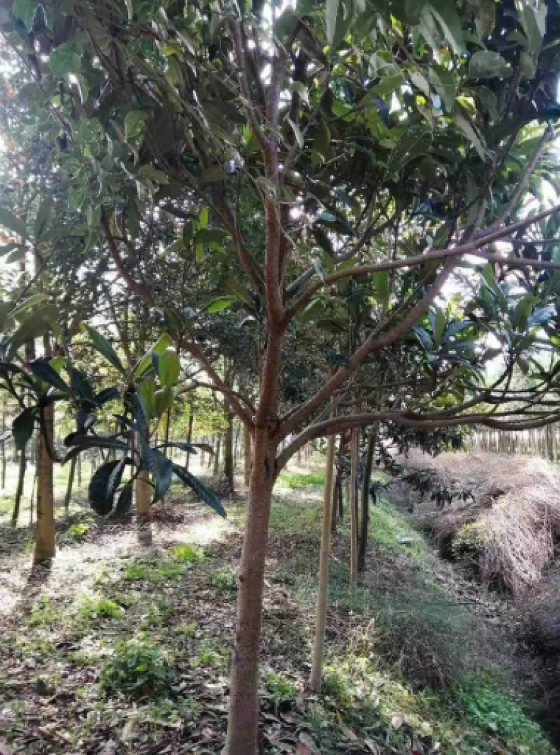 枇杷树苗圃长年供应各种规格2-12公分量大价优可视频
