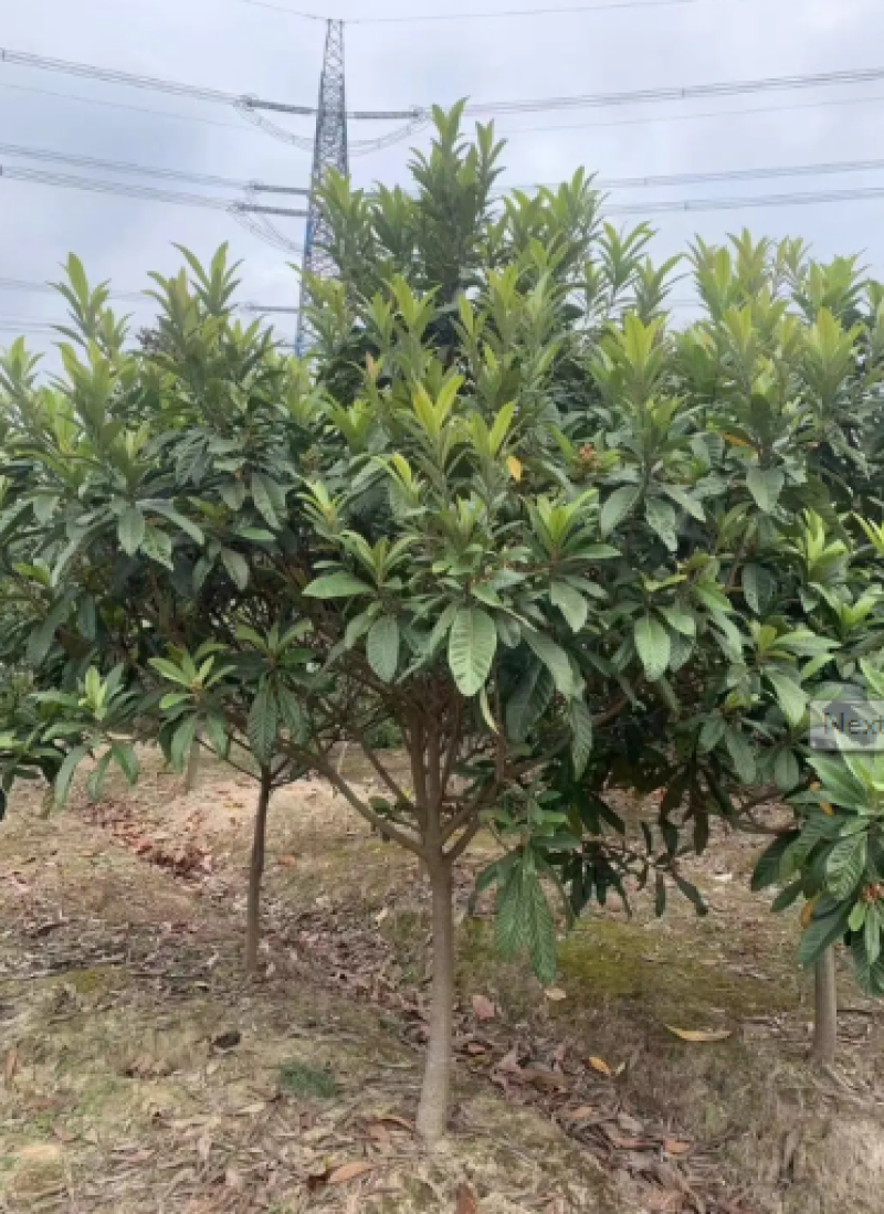 枇杷树苗圃长年供应各种规格2-12公分量大价优可视频